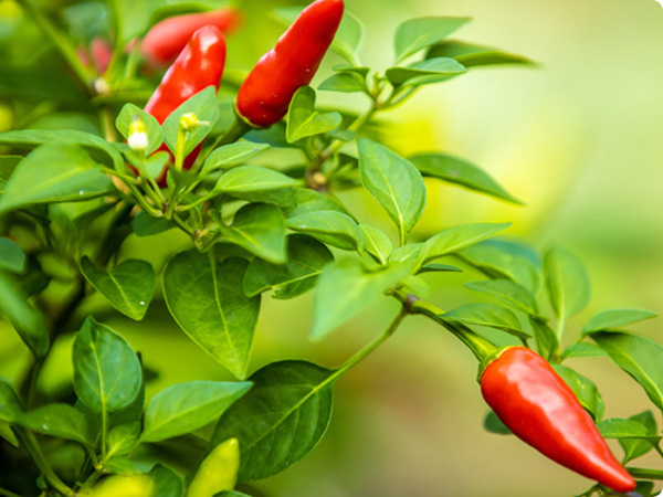 辣椒系列